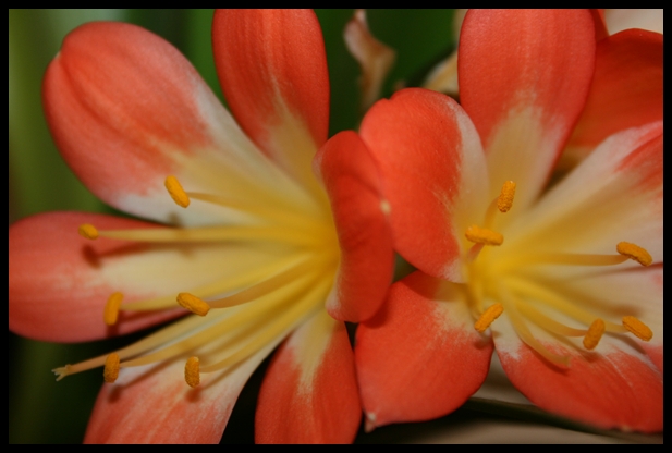 Blüte einer amaryllis