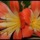 Blüte einer amaryllis