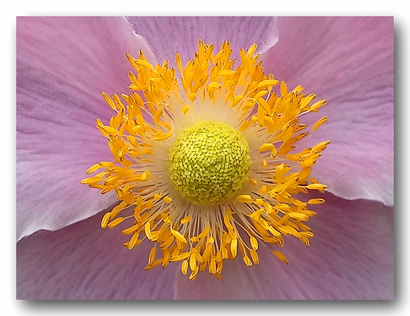 Blüte einer Anemone 