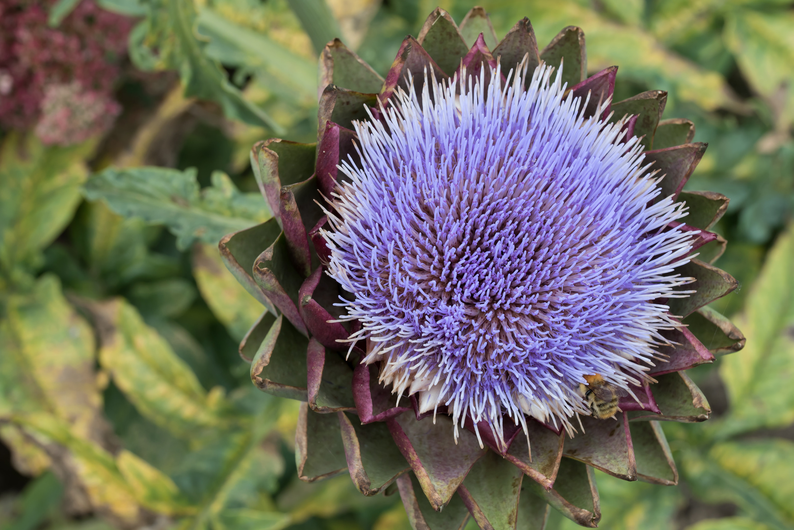 Blüte einer Artischocke