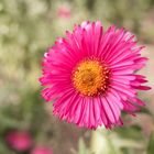 Blüte einer Aster