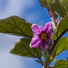 Blüte einer Aubergine