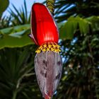 Blüte einer Bananenstaude