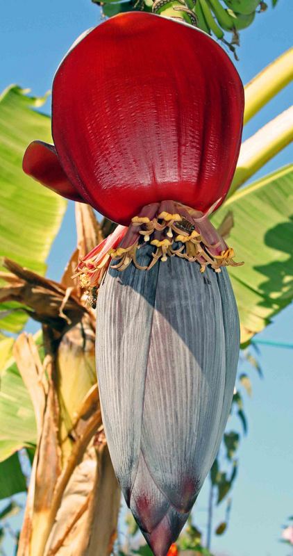 blüte einer bananenstaude