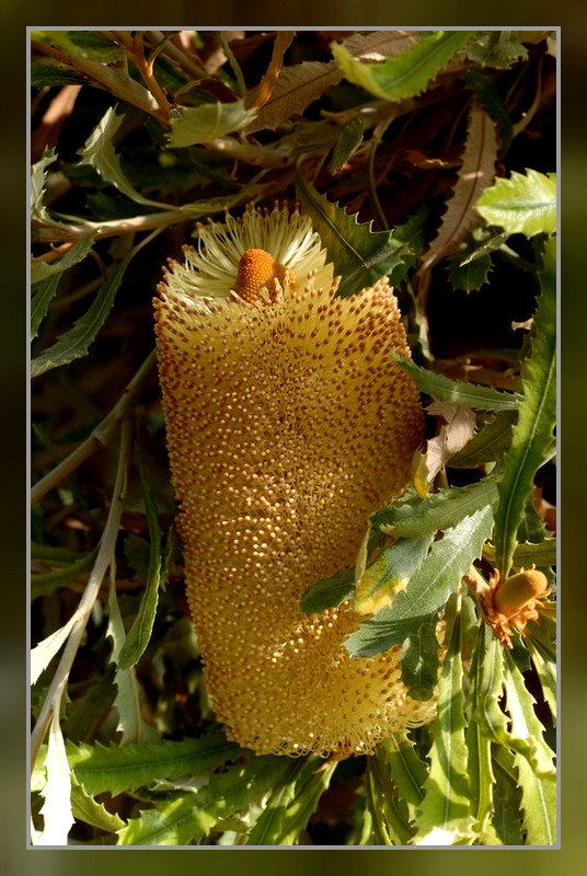 Blüte einer Banksia serrata