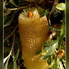 Blüte einer Banksia serrata