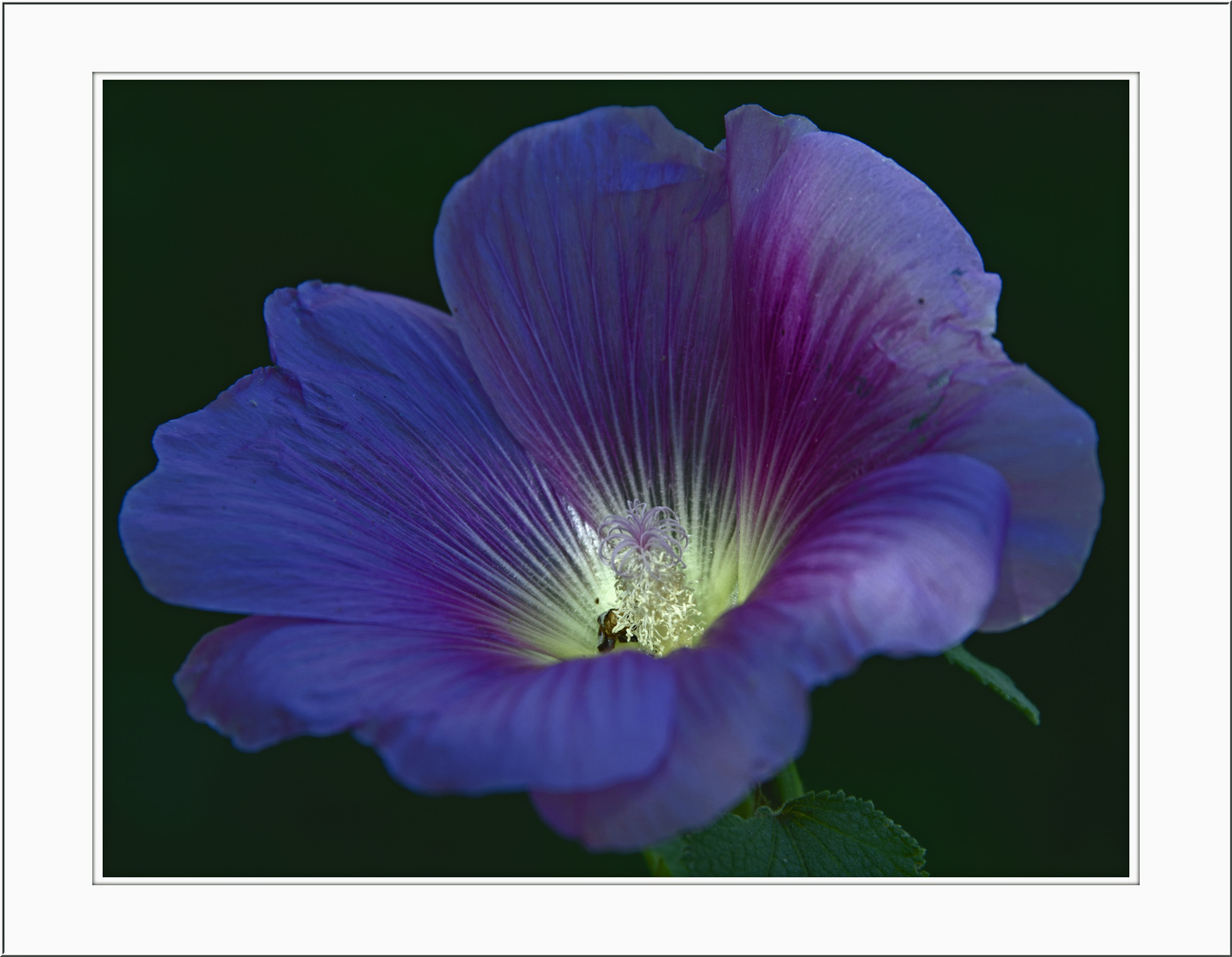 Blüte einer Bauernblume (Malve) 