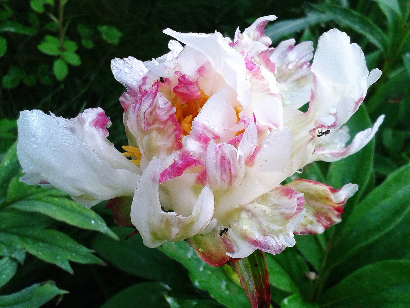 Blüte einer Baumpäonie-genannt auch Harlekinpäonie