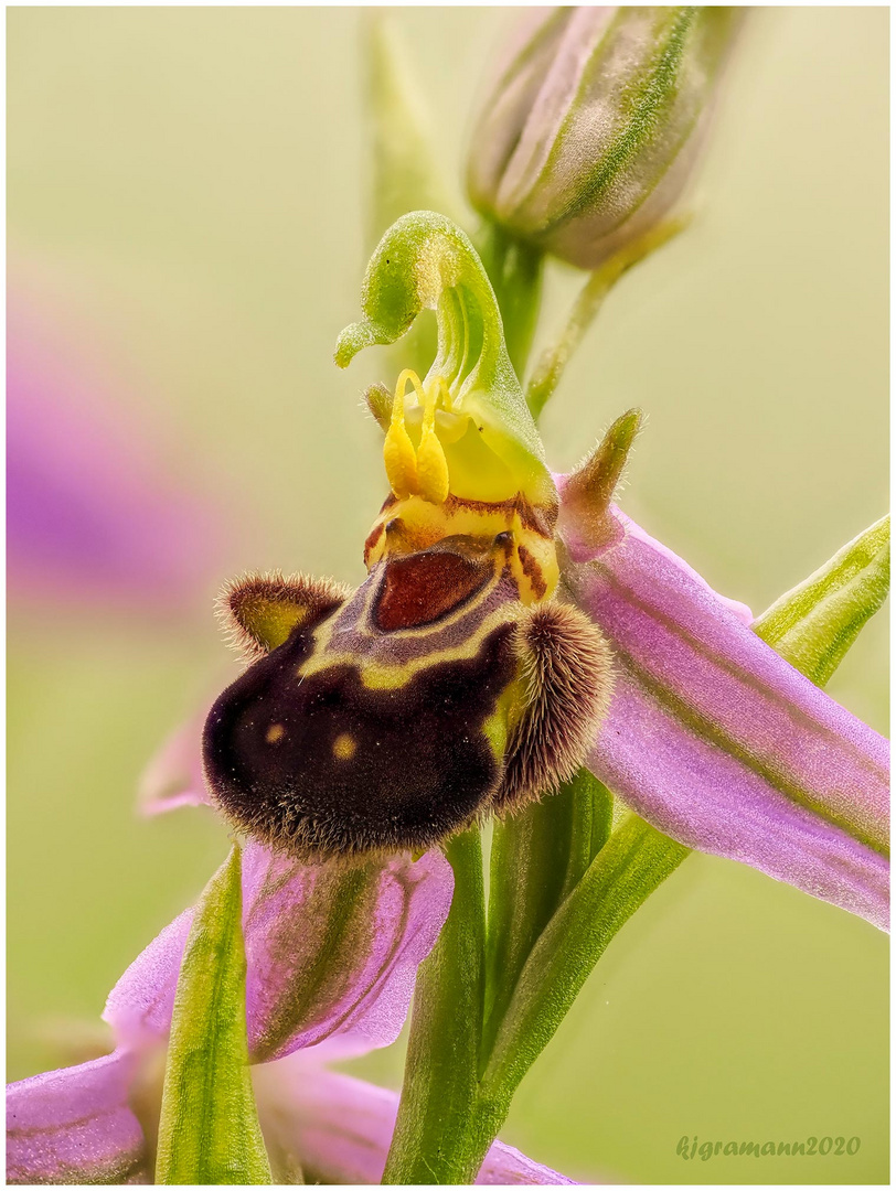 blüte einer bienen-ragwurz (ophrys apifera) ....