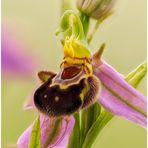 blüte einer bienen-ragwurz (ophrys apifera) ....