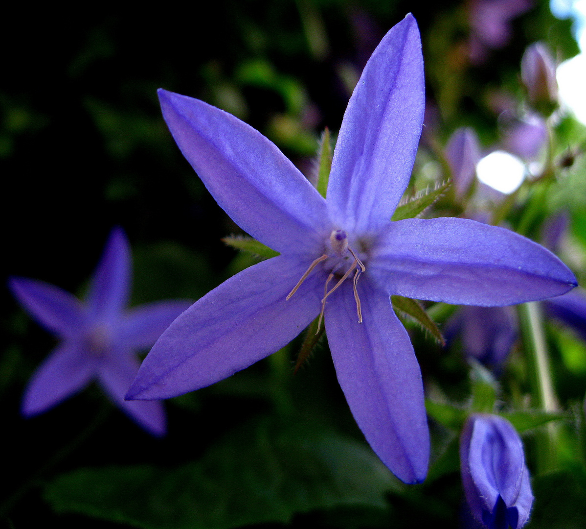 Blüte einer  Blauglockenblume