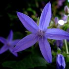 Blüte einer  Blauglockenblume