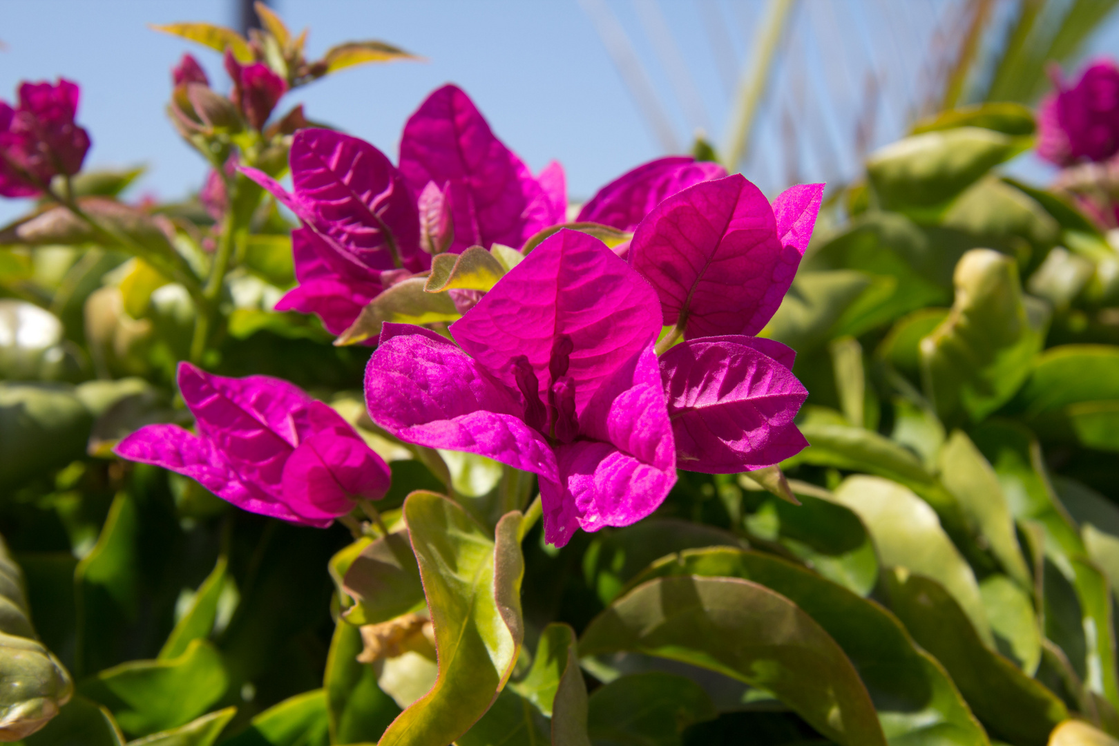 Blüte einer Blume