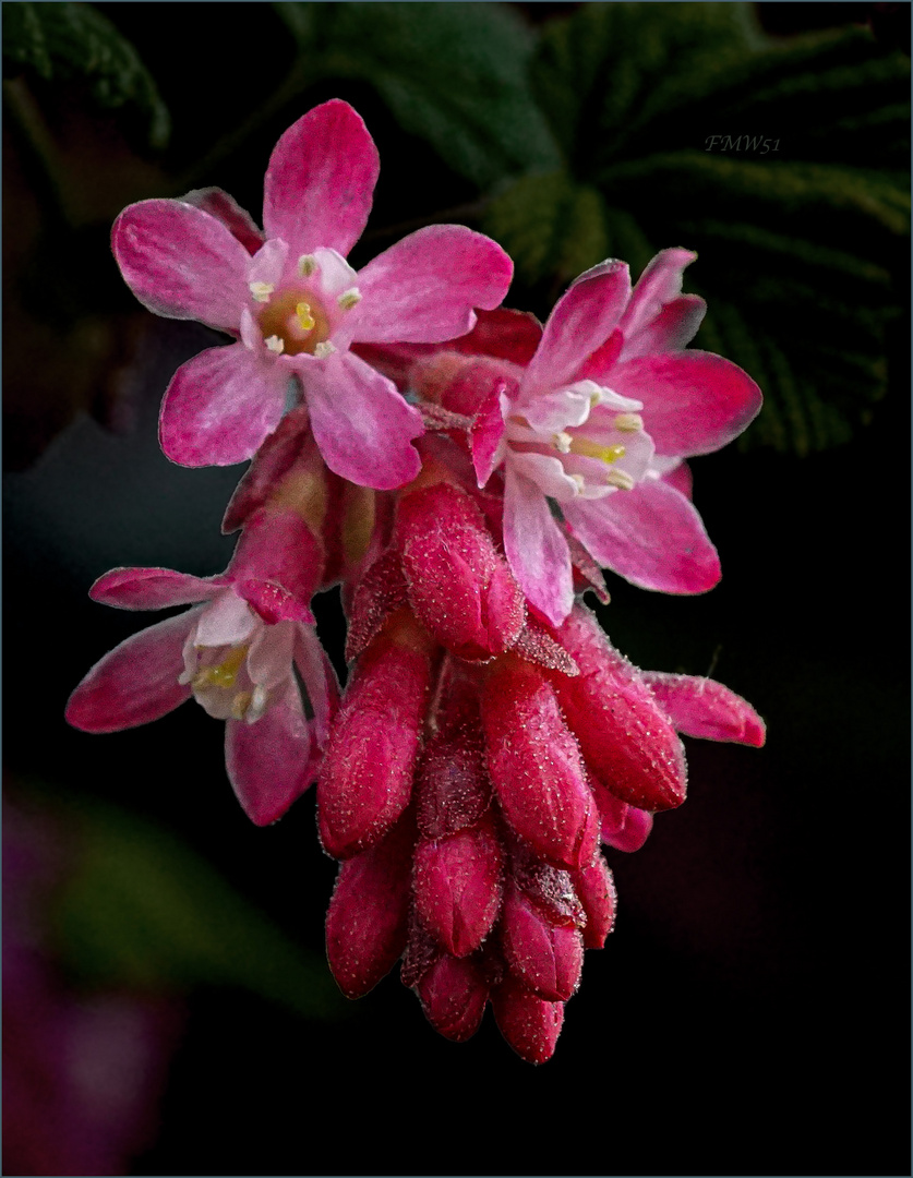 Blüte einer Blut-Johannisbeere