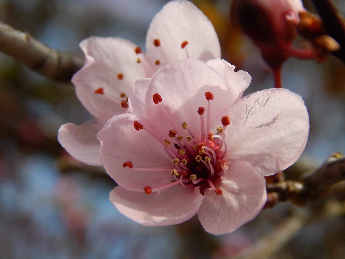 Blüte einer Blutpflaume