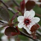 Blüte einer Blutpflaume