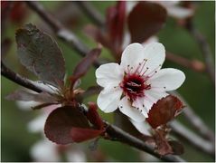 Blüte einer Blutpflaume