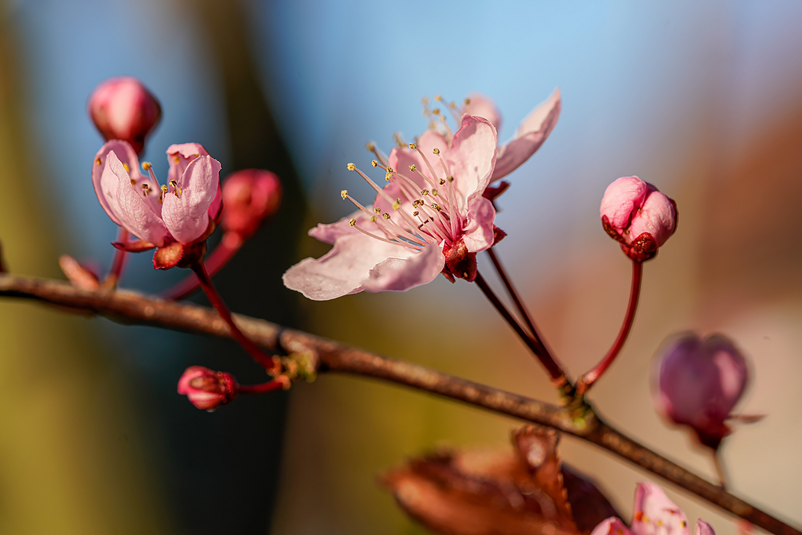 Blüte einer Blutpflaume