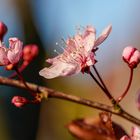 Blüte einer Blutpflaume