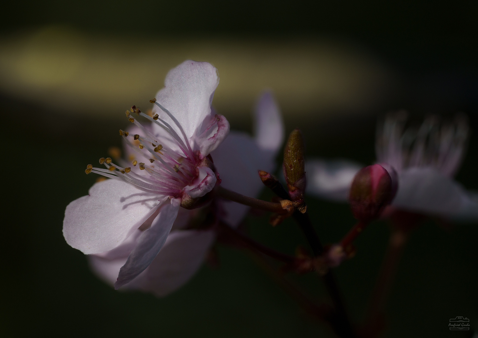 Blüte einer Blutpflaume am späten Nachmittag im Garten