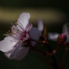 Blüte einer Blutpflaume am späten Nachmittag im Garten