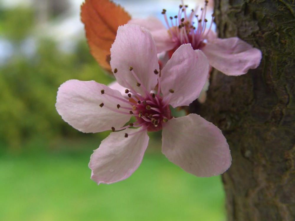 Blüte einer Blutpflaume