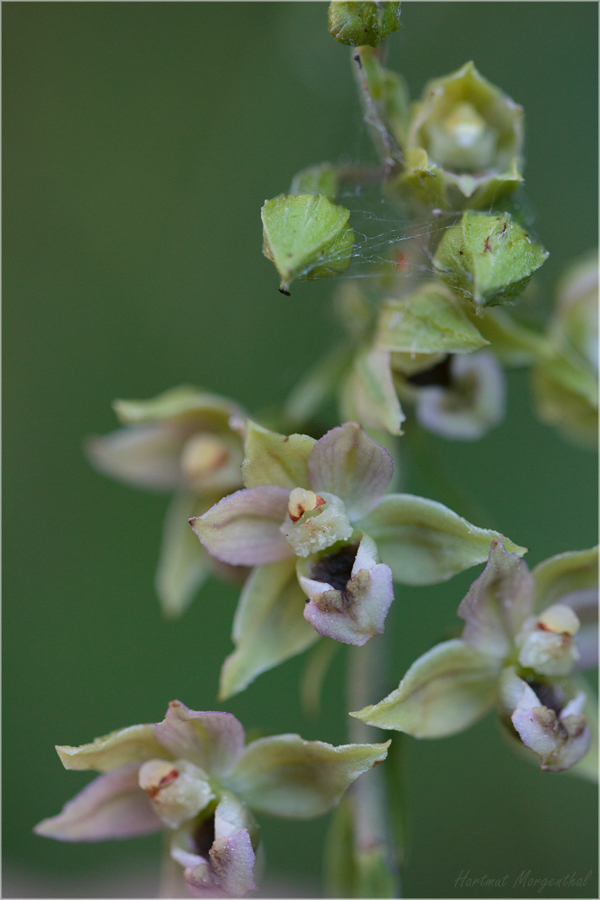 Blüte einer Breitblättrigen Stendelwurz