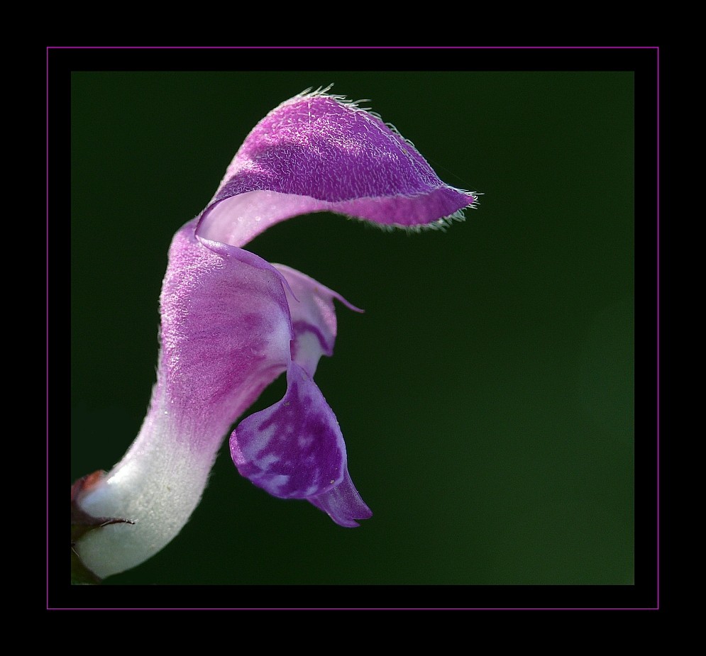 Blüte einer Brennessel