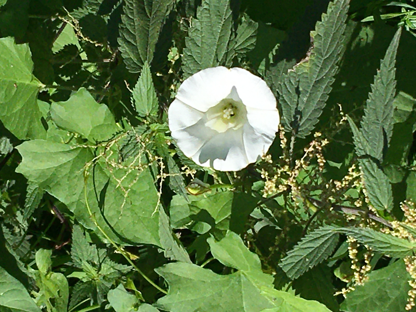 Blüte einer Brennnessel