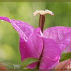 Blüte einer BUGANVILLA