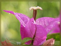 Blüte einer BUGANVILLA