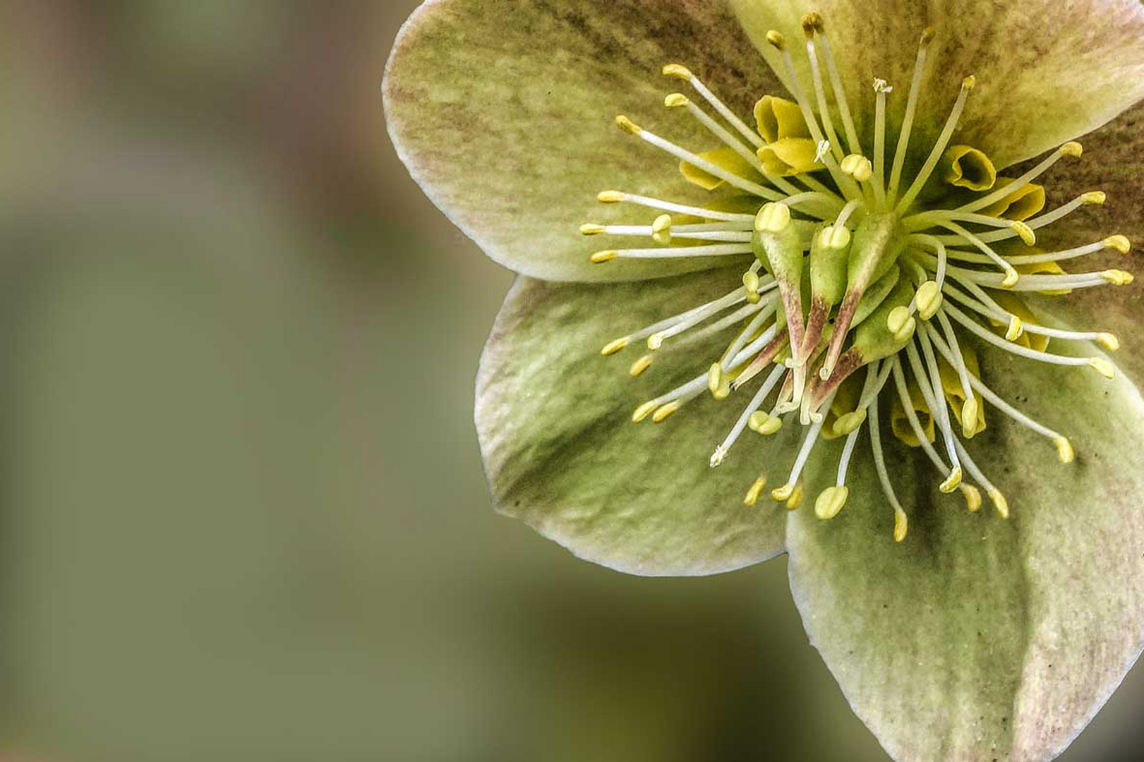 Blüte einer Christrose