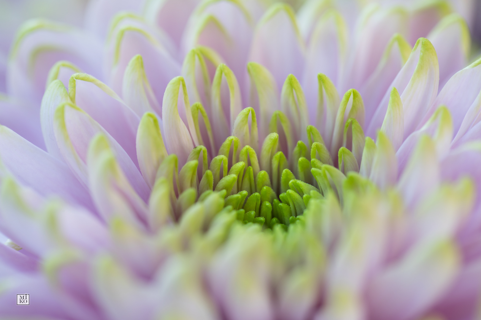 Blüte einer Chrysantheme