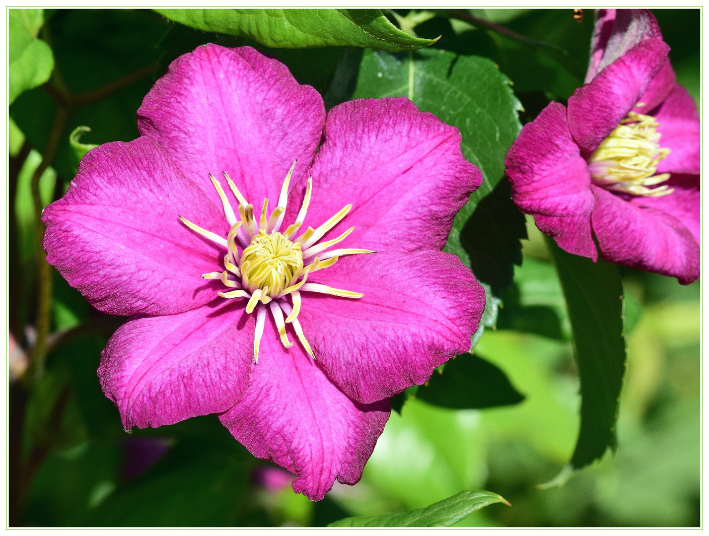 Blüte einer Cleamatis.