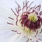 Blüte einer Clematis