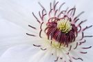 Blüte einer Clematis von Hans-Peter Moehlig 