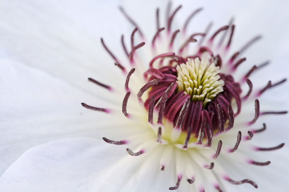 Blüte einer Clematis