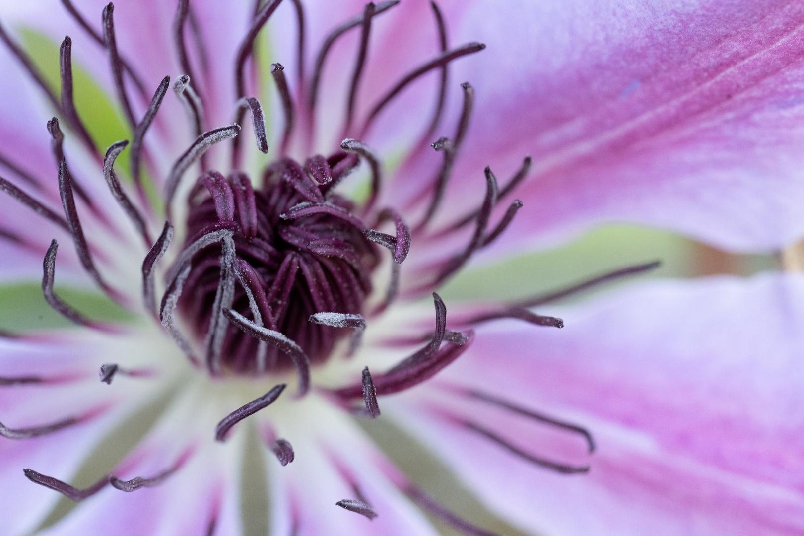 Blüte einer Clematis