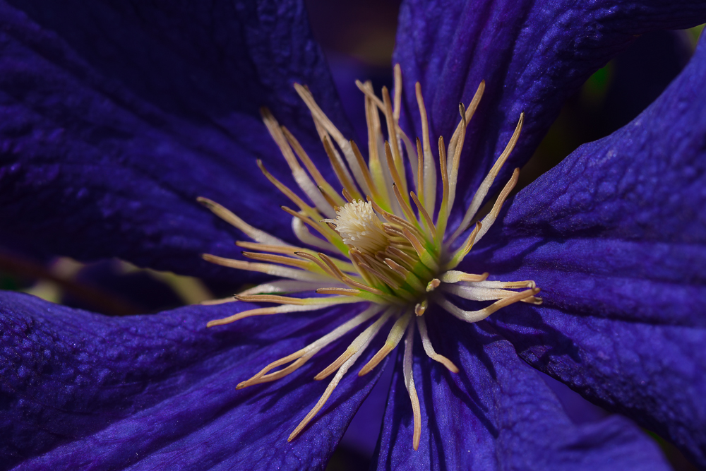 Blüte einer Clematis