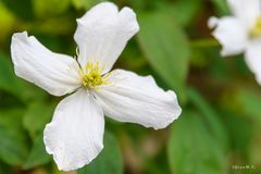 Blüte einer Clematis chrysocoma