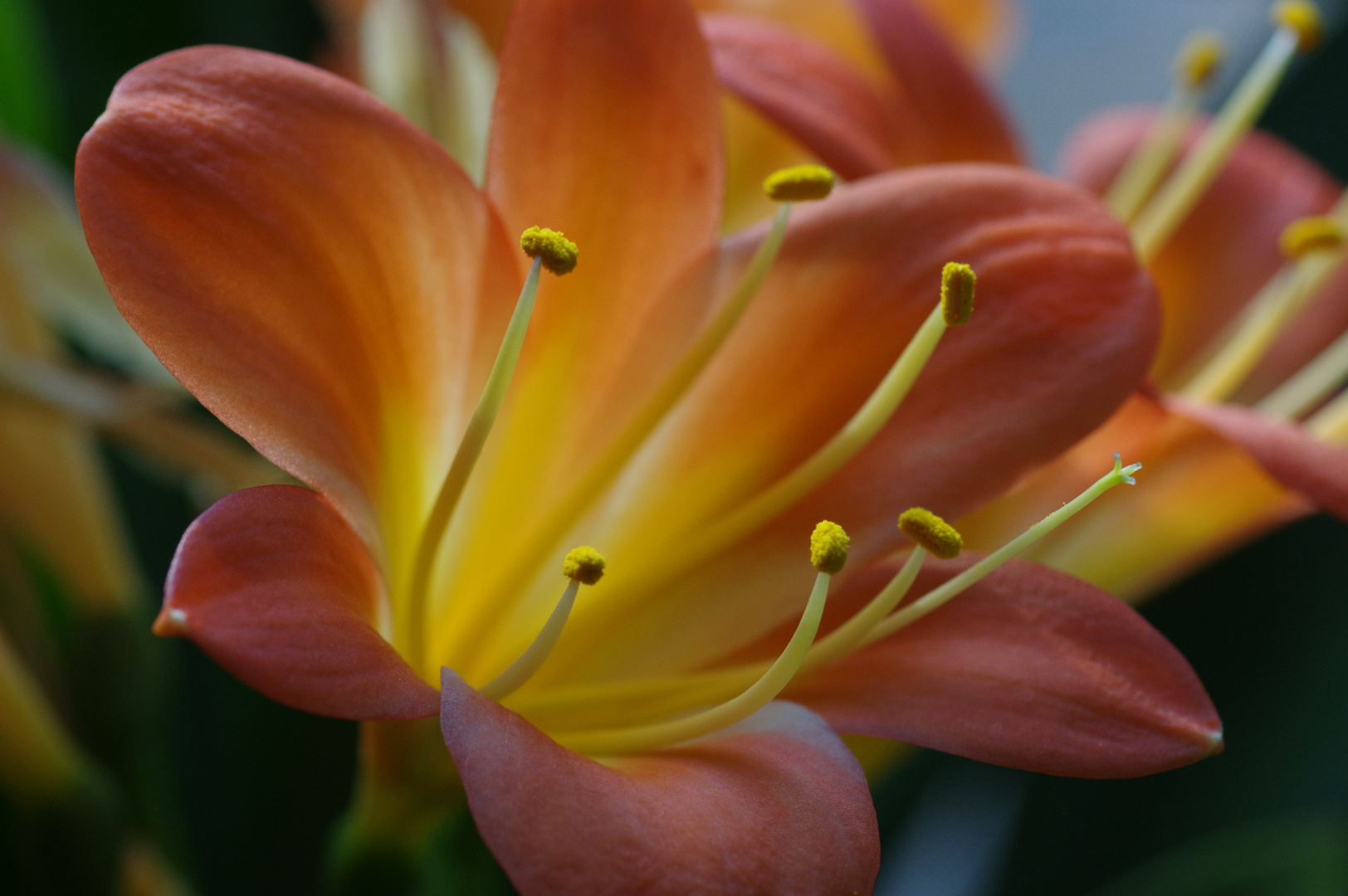 Blüte einer Clivie