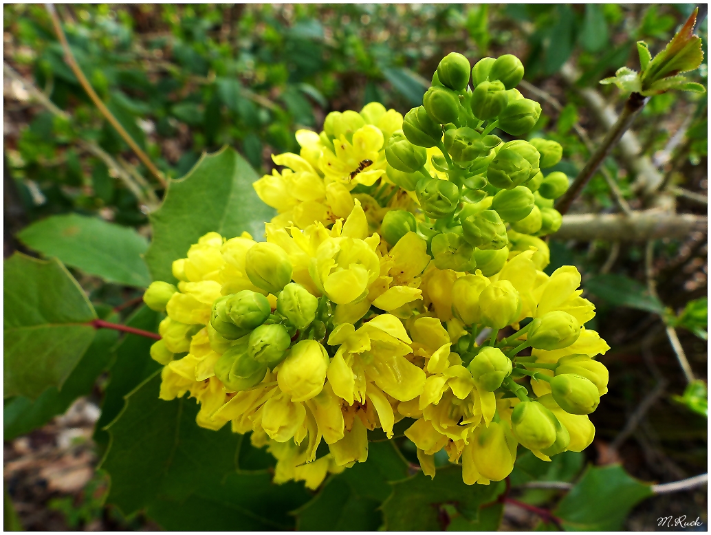 Blüte einer der vielen Lorbeer - Arten ,