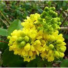 Blüte einer der vielen Lorbeer - Arten ,