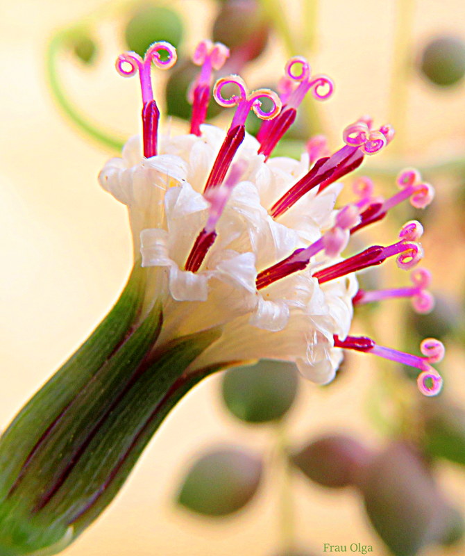 Blüte einer Erbsenpflanze