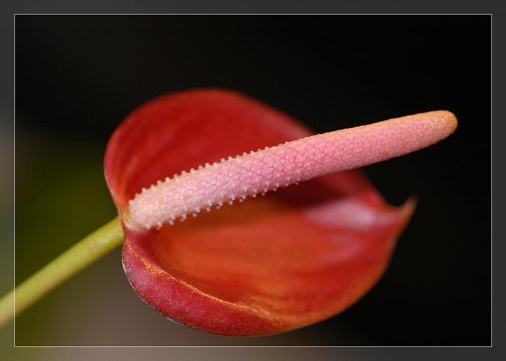 Blüte einer Flamingoblume (anthurium, paradiso)