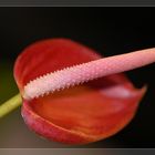 Blüte einer Flamingoblume (anthurium, paradiso)