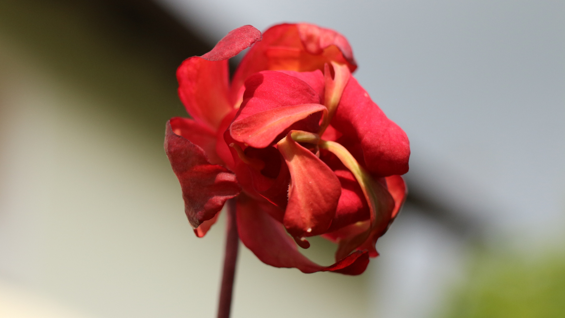 Blüte einer Fleisch fressenden Pflanze