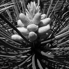 Blüte einer Föhre in schwarz-weiss