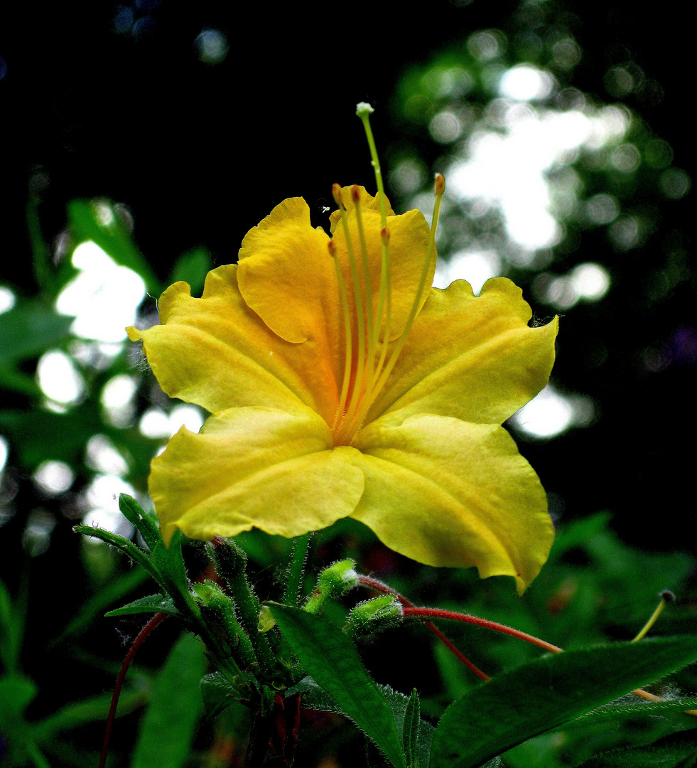 Blüte einer Freilandazalee