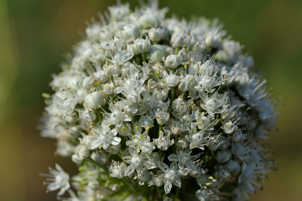 Blüte einer Frühlingszwiebel